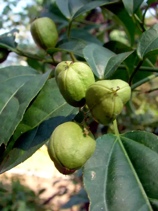 Croton tiglium