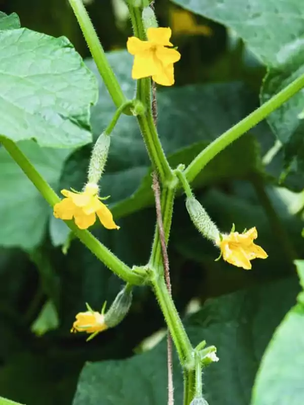 Cucumis sativus