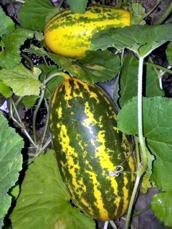 Cucumis sativus