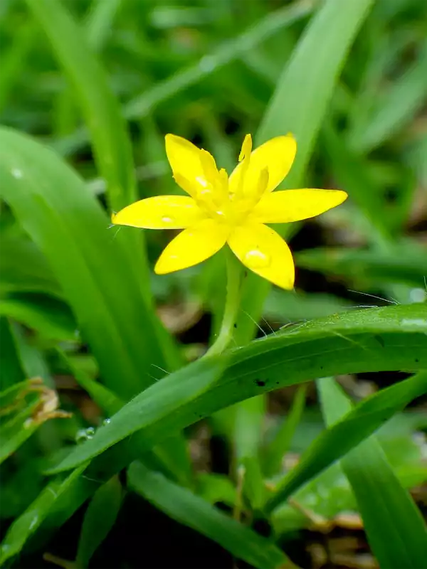 Curculigo orchioides