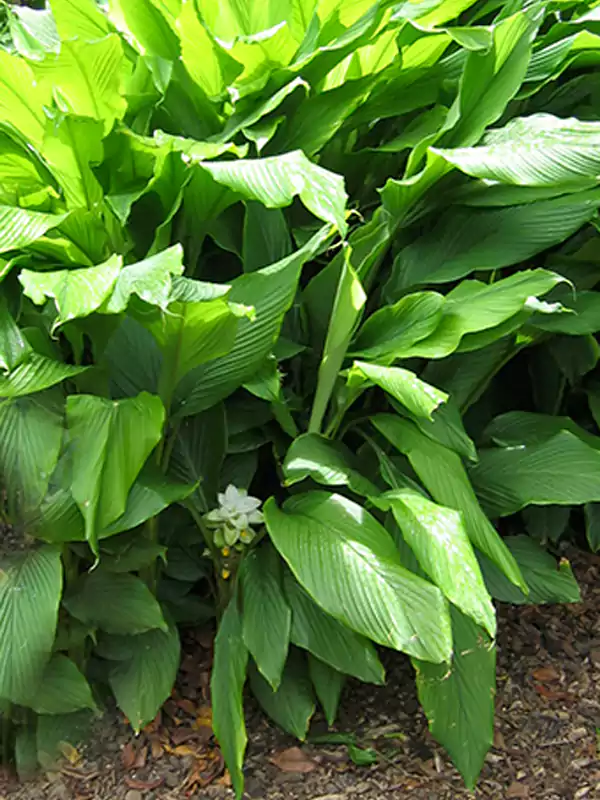 Curcuma longa