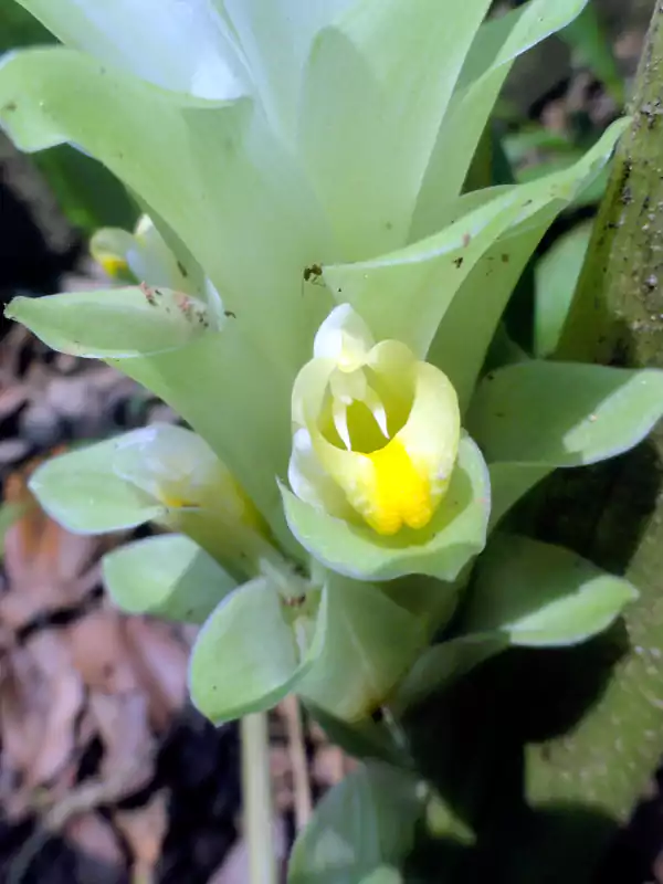 Curcuma longa