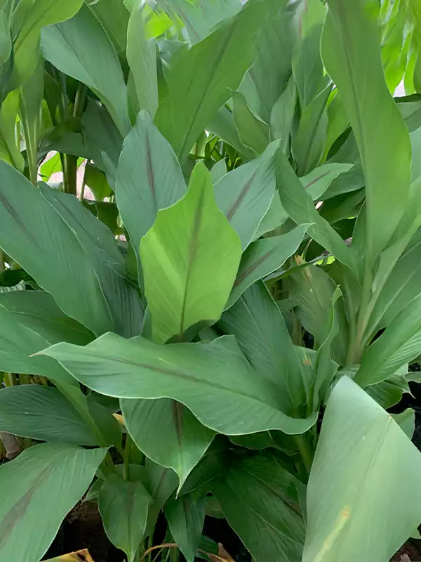 Curcuma zanthorrhiza