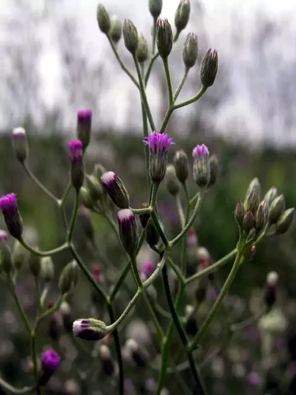 Cyanthillium cinereum