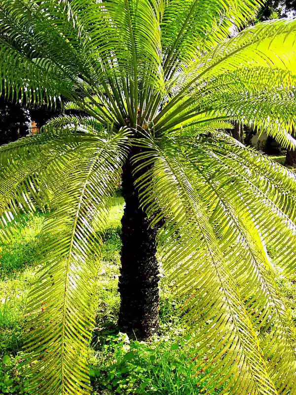 Cycas circinalis