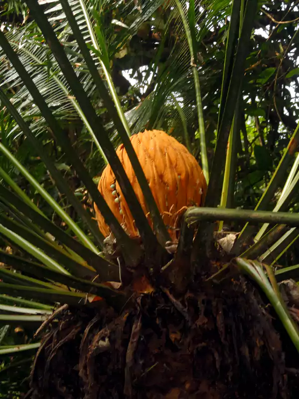 Cycas circinalis