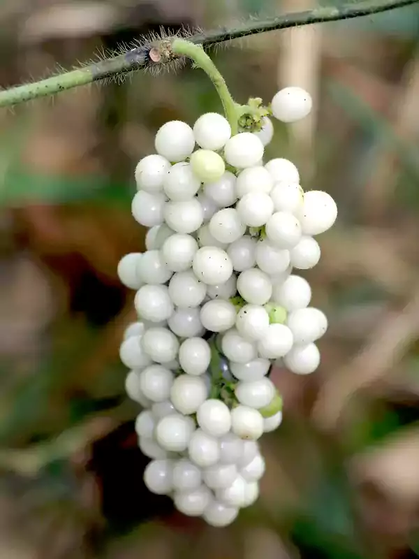 Cyclea peltata