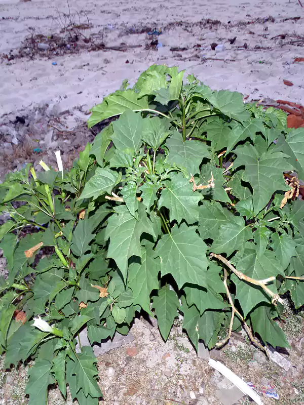 Datura stramonium