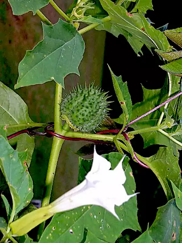 Datura stramonium