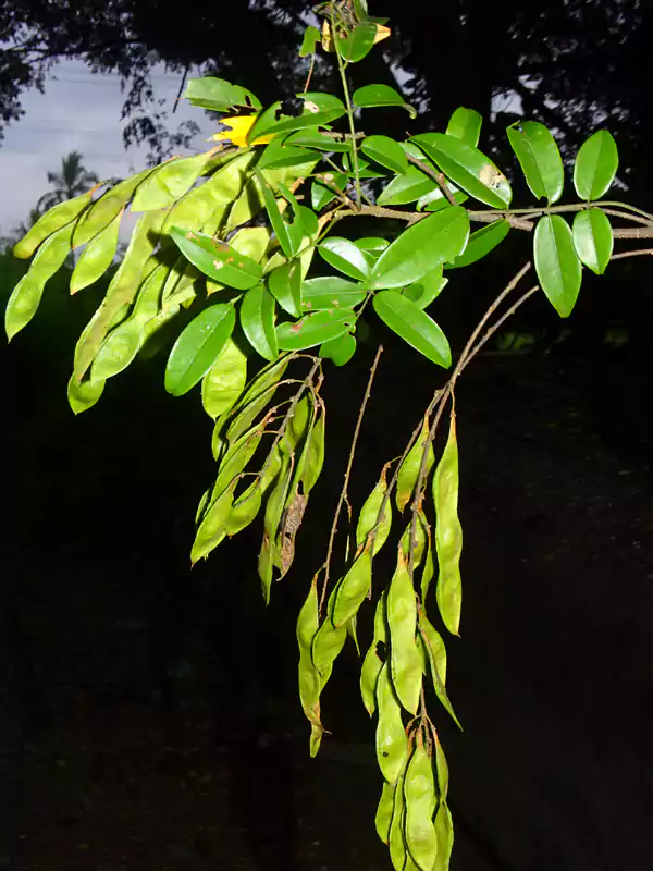 Derris scandens