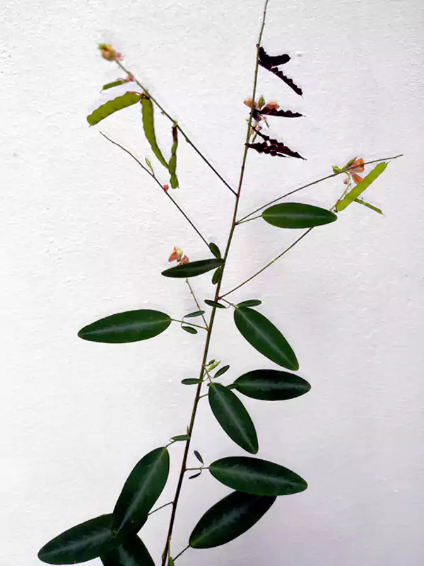 Desmodium motorium