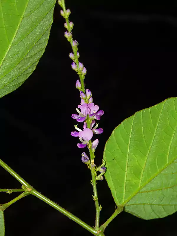 Desmodium velutinum