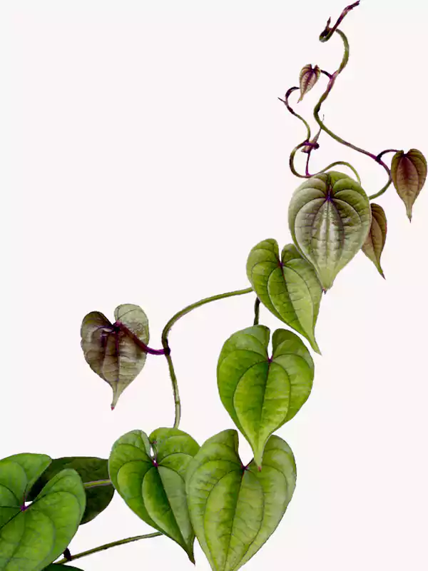 Dioscorea alata