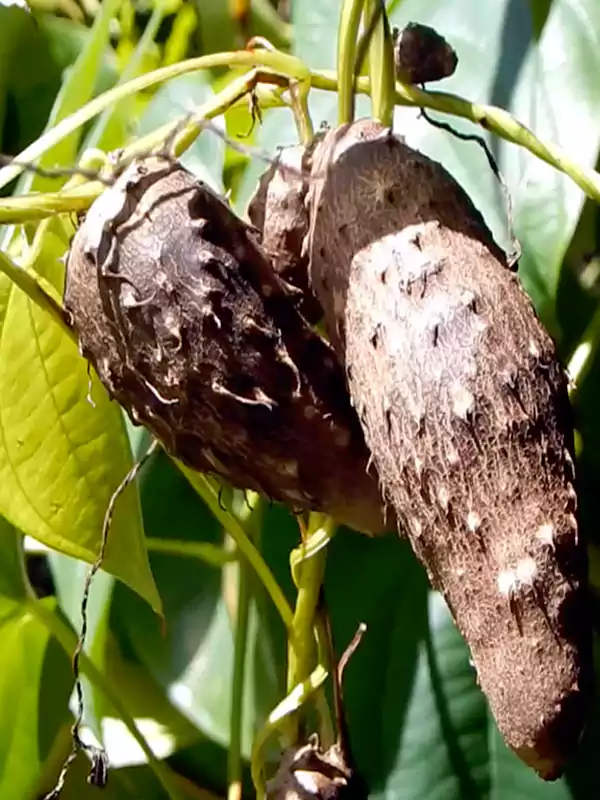 Dioscorea alata