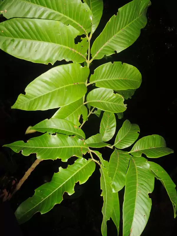 Dysoxylum malabaricum