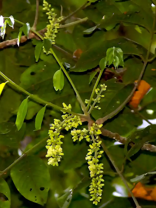 Dysoxylum malabaricum