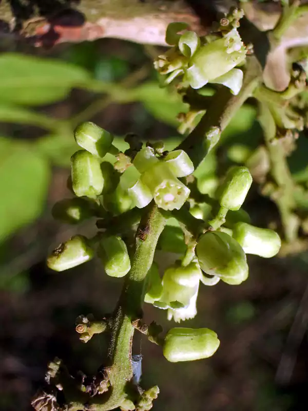 Dysoxylum malabaricum