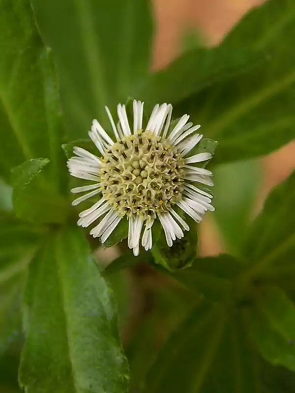 Eclipta prostrata