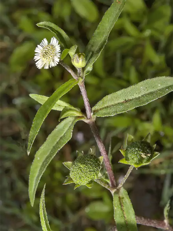 Eclipta prostrata