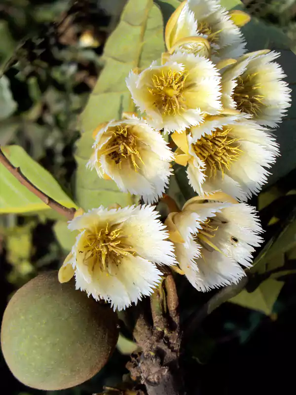 Elaeocarpus tuberculatus