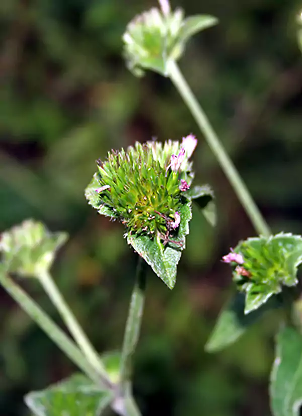 Elephantopus scaber