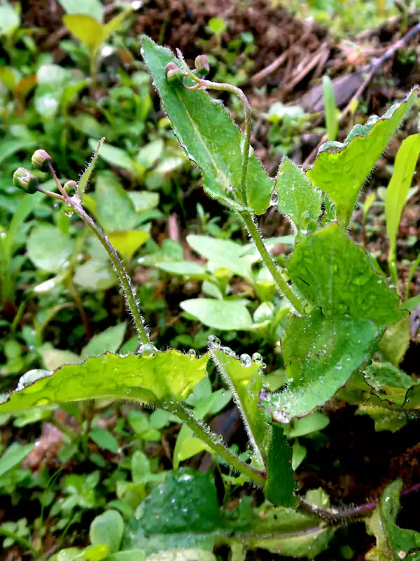 Emilia sonchifolia