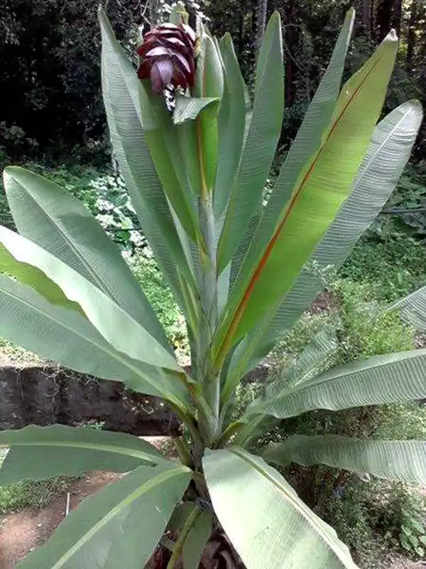 Ensete superbum