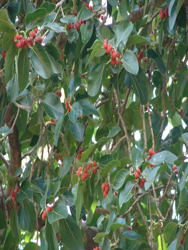 Ficus benghalensis