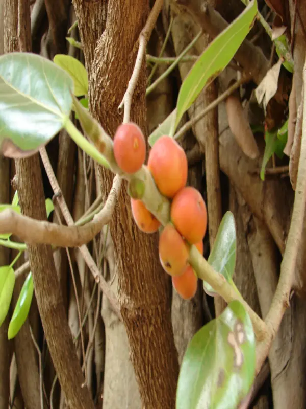 Ficus benghalensis