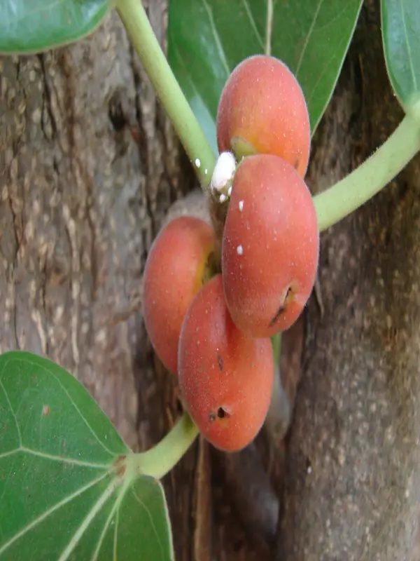 Ficus benghalensis