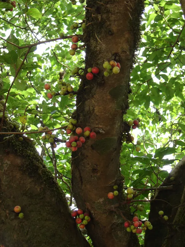 Ficus racemosa