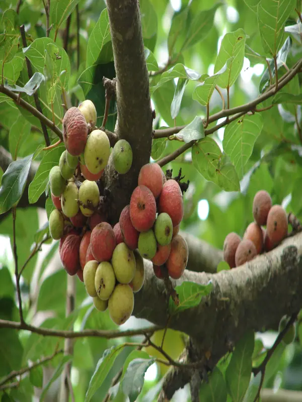 Ficus racemosa