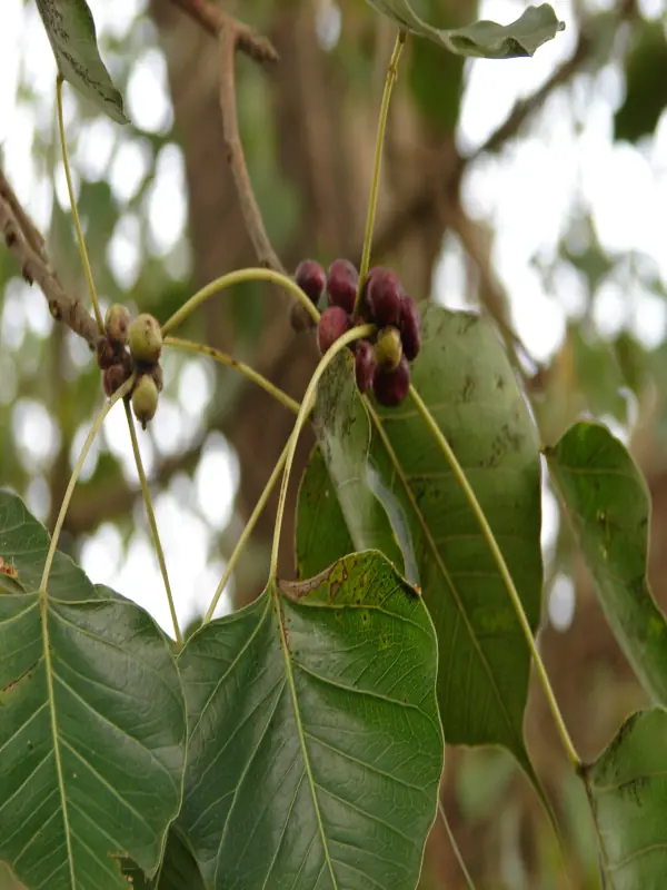 Ficus religiosa