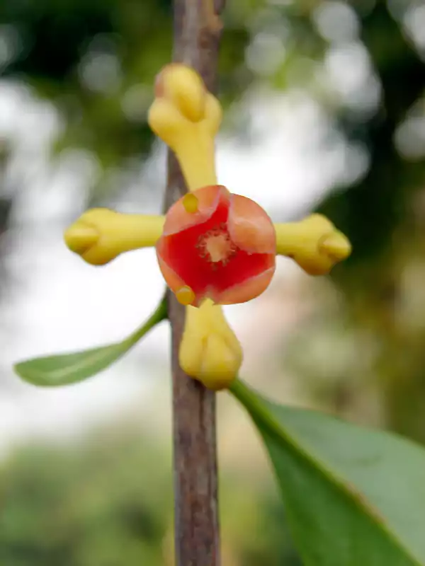 Garcinia gummi-gutta