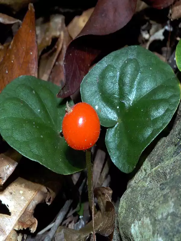 Geophila repens