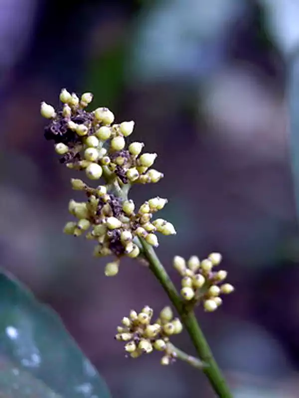 Glycosmis pentaphylla