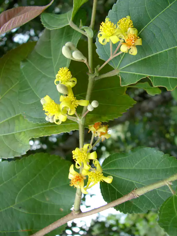 Grewia tiliifolia