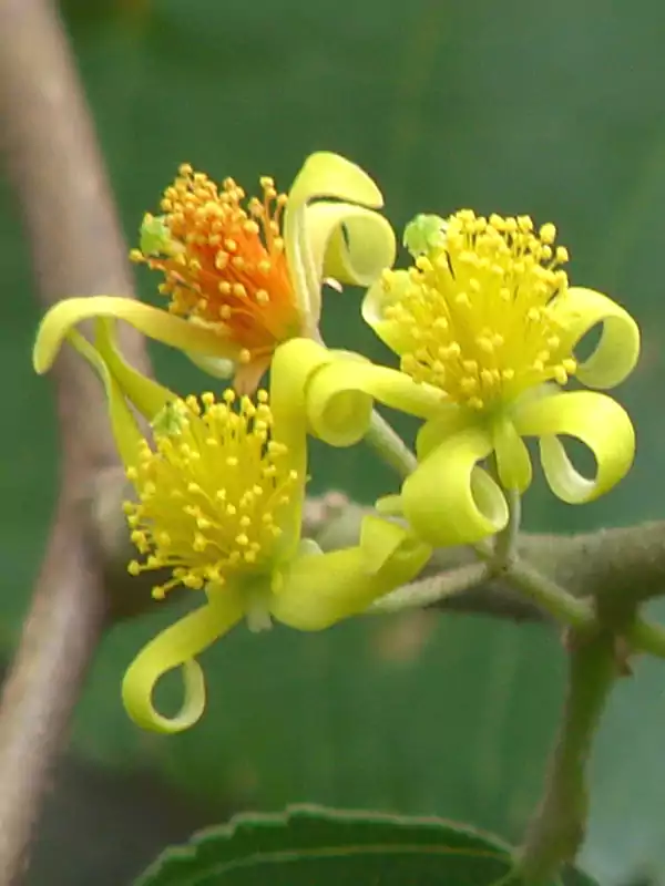 Grewia tiliifolia