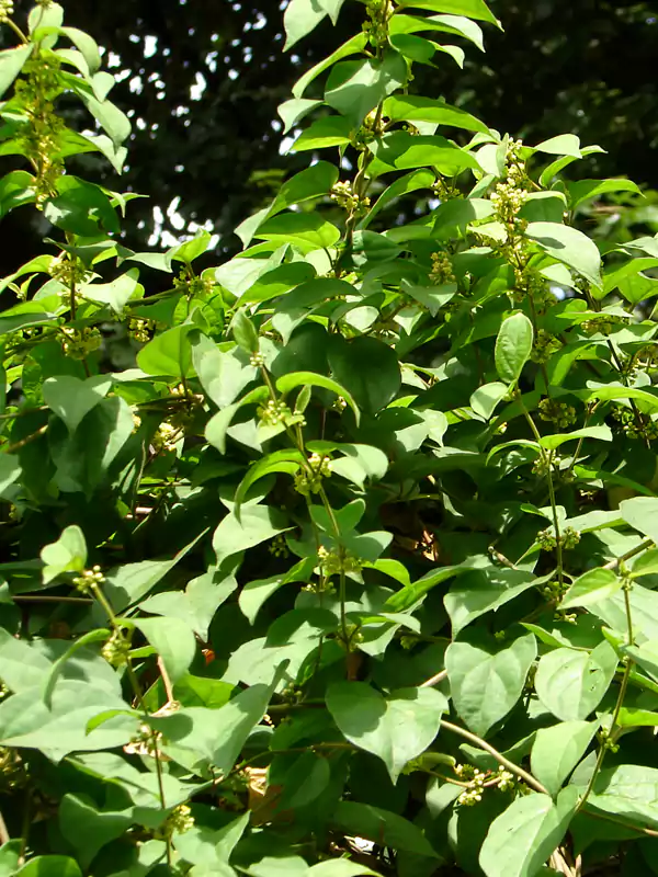 Gymnema sylvestre