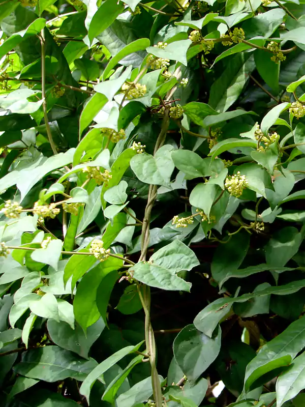 Gymnema sylvestre