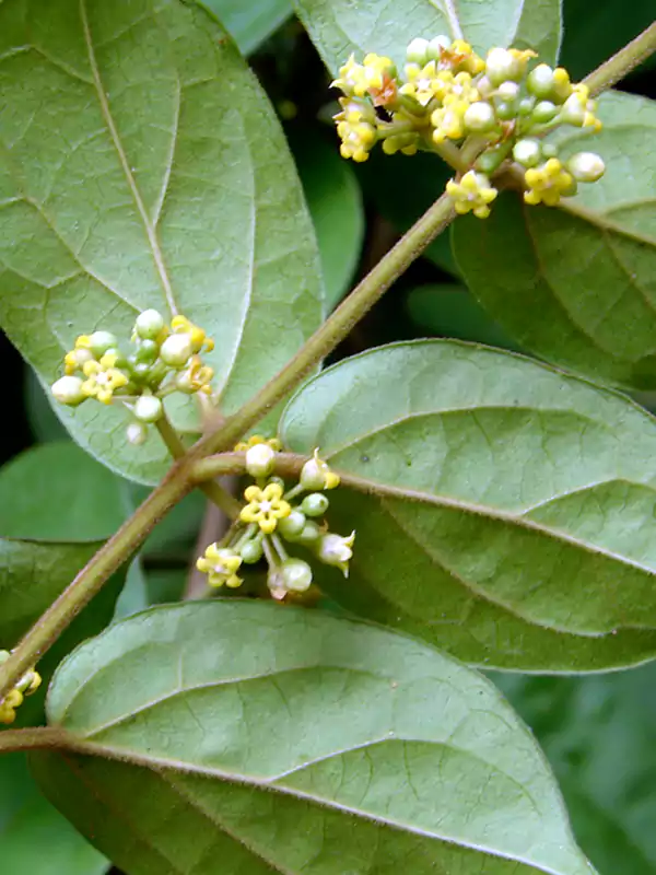 Gymnema sylvestre