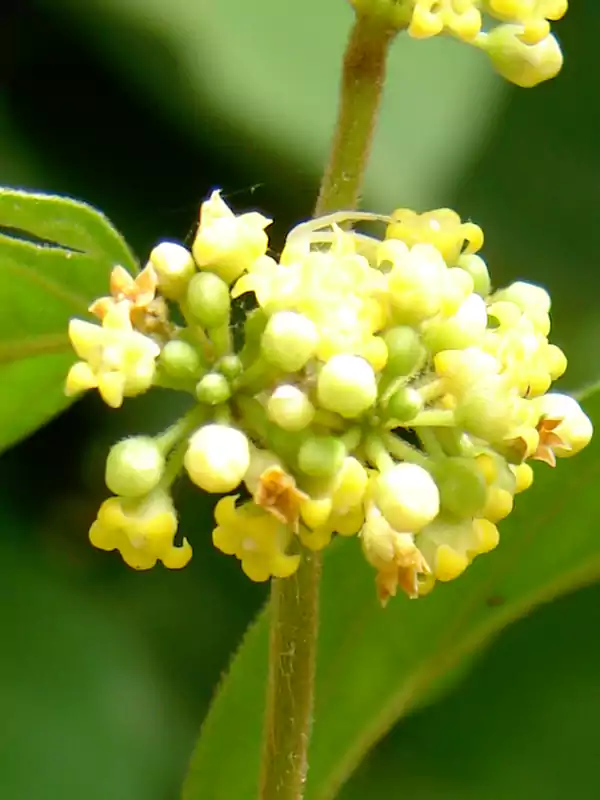 Gymnema sylvestre