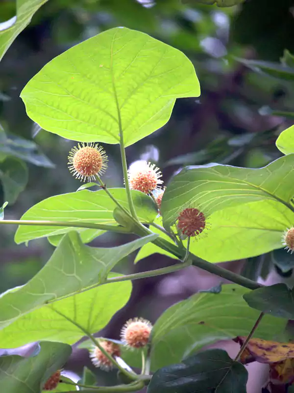 Haldina cordifolia