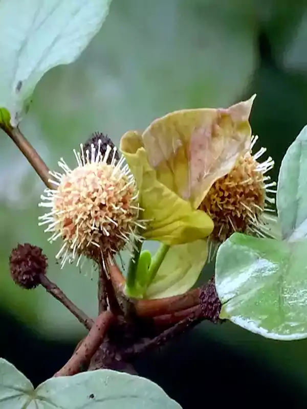 Haldina cordifolia