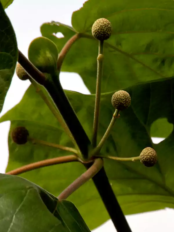 Haldina cordifolia