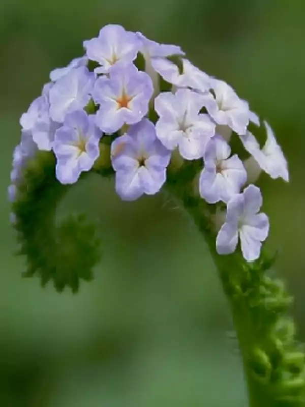 Heliotropium indicum