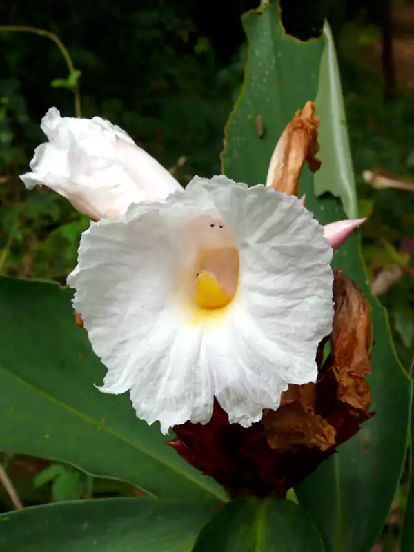 Hellenia speciosa