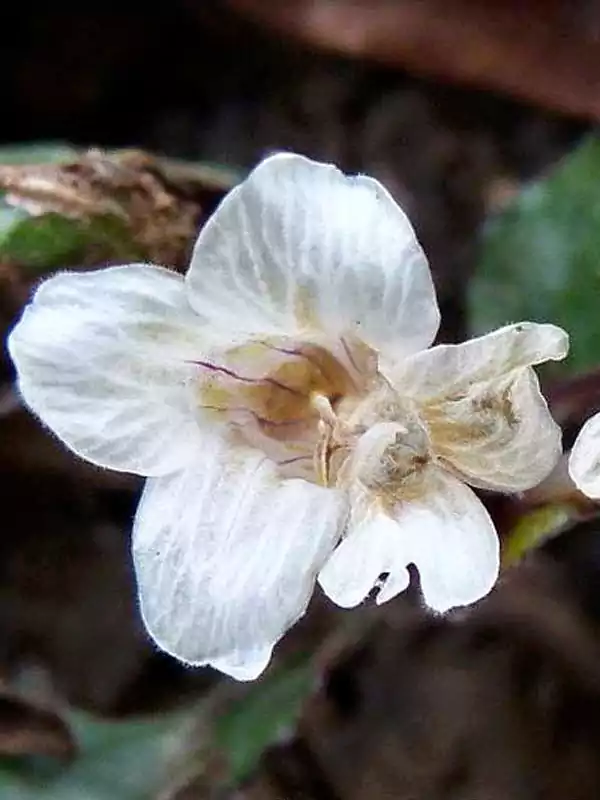 Hemigraphis alternata