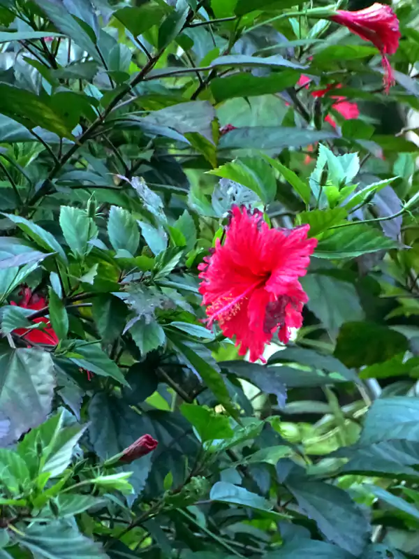 Hibiscus rosa-sinensis