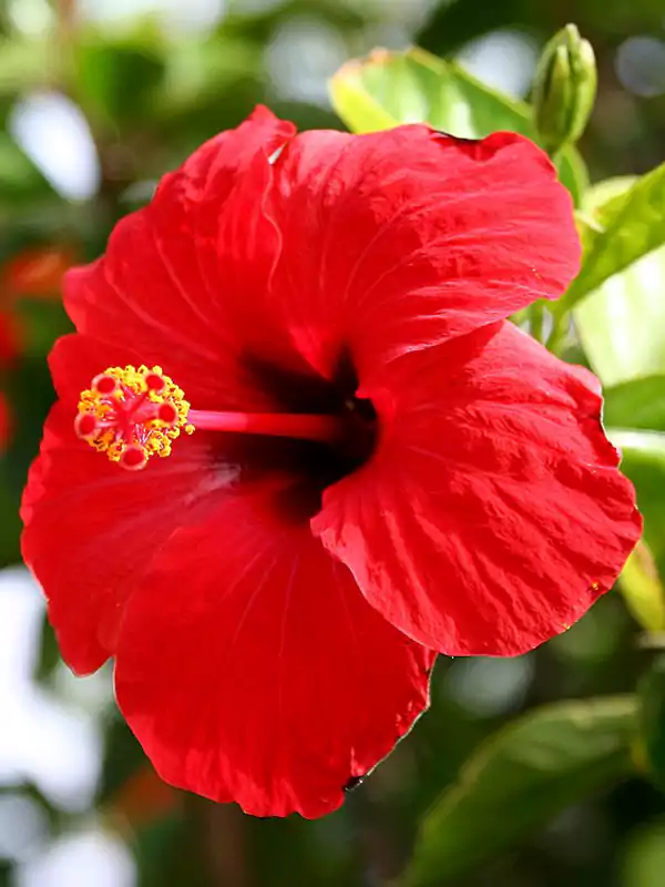 Hibiscus rosa-sinensis